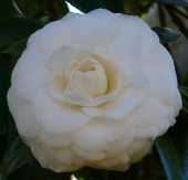 White By The Gate Camellia, Camellia japonica 'White By The Gate'